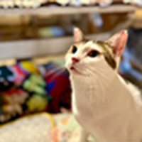 After ソロリちゃん（猫）