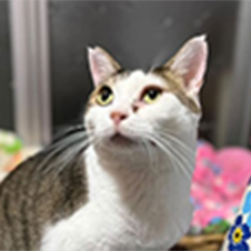 ソロリちゃん（猫）