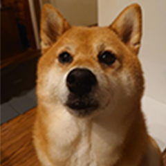 After みそちゃん（柴犬）01