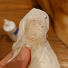 After みそちゃん（柴犬）02