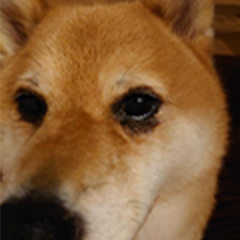 Before みそちゃん（柴犬）